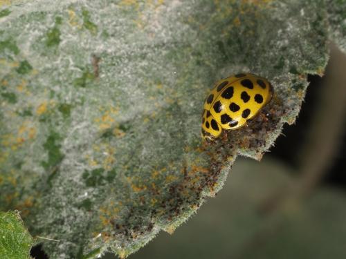 Psyllobora vigintiduopunctata